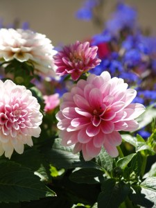 Photographer:  Artis Harrison